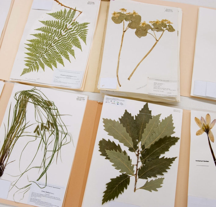 Herbarium samples