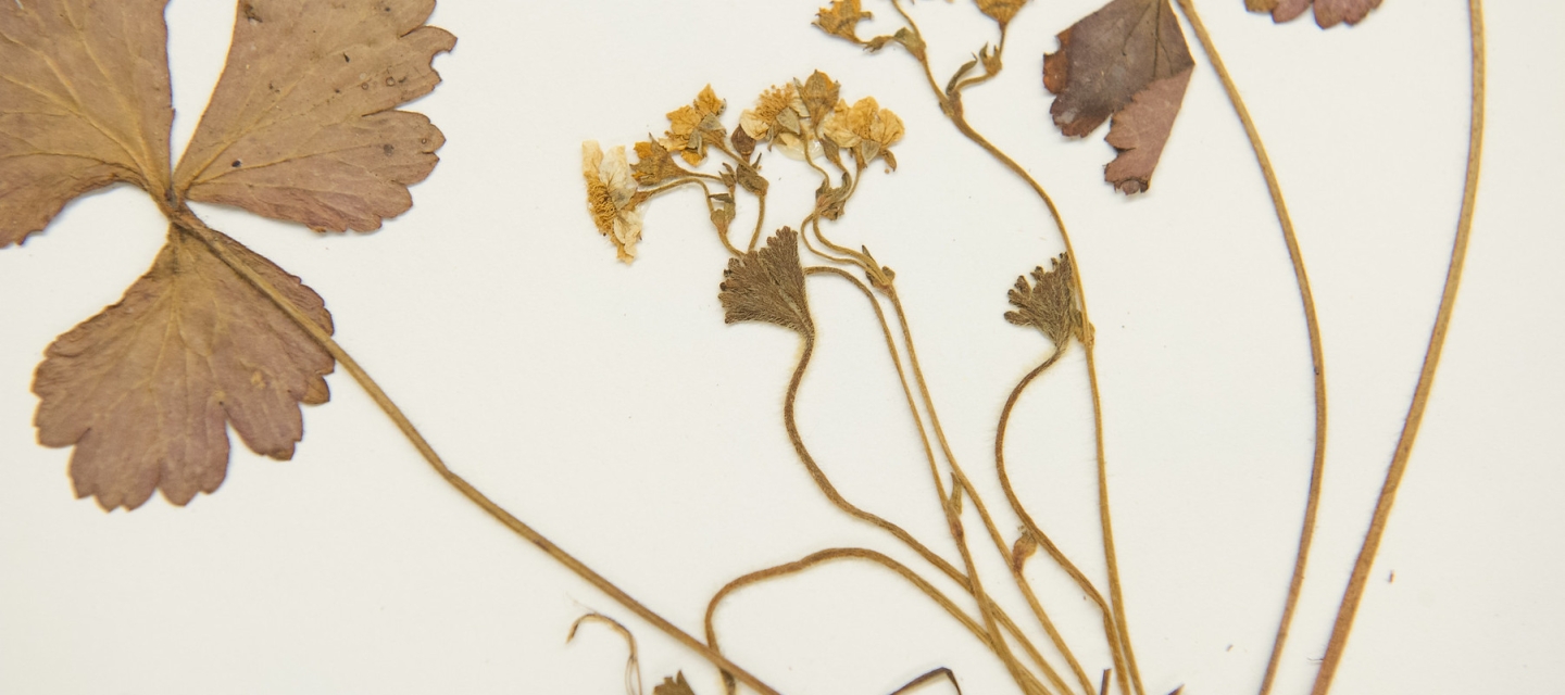 Plant sample from Eckert Herbarium